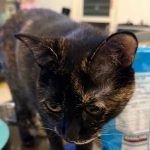 個人資料照片 Odin